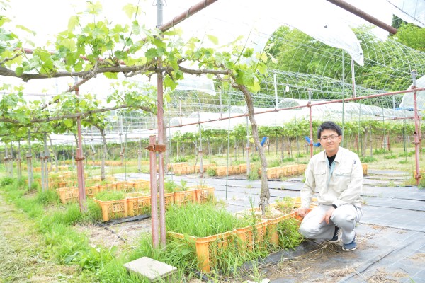 シャインマスカットの栽培技術